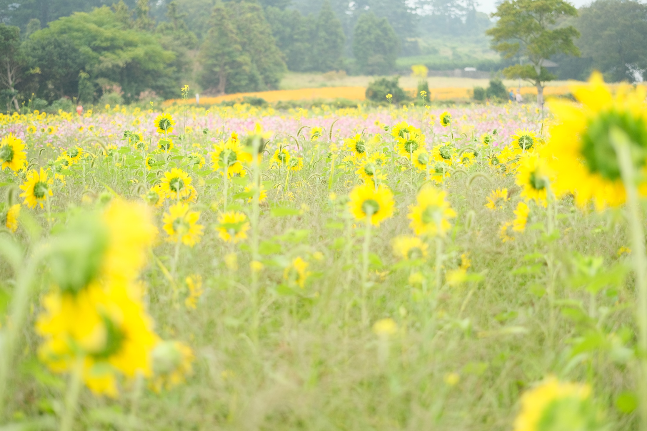 Sunflowers